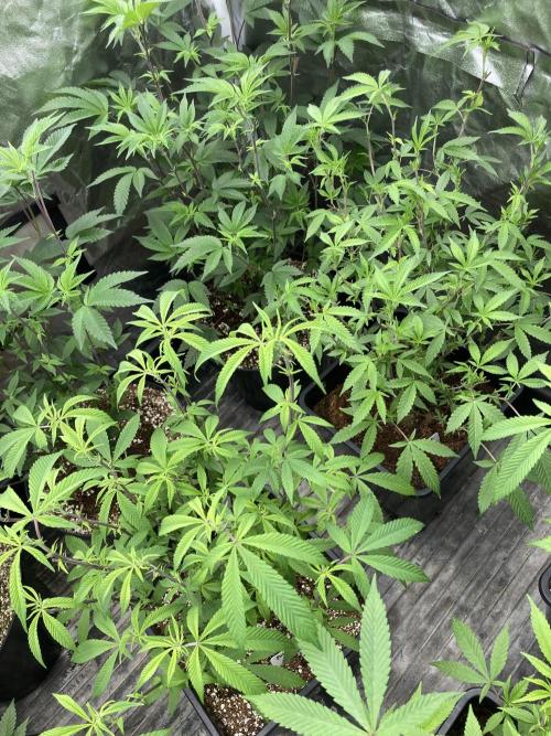 Pink Runtz x Hollywood Clones (Cookies). Week 2