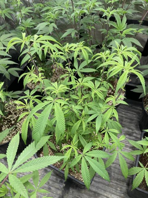 Pink Runtz x Hollywood Clones (Cookies). Week 2