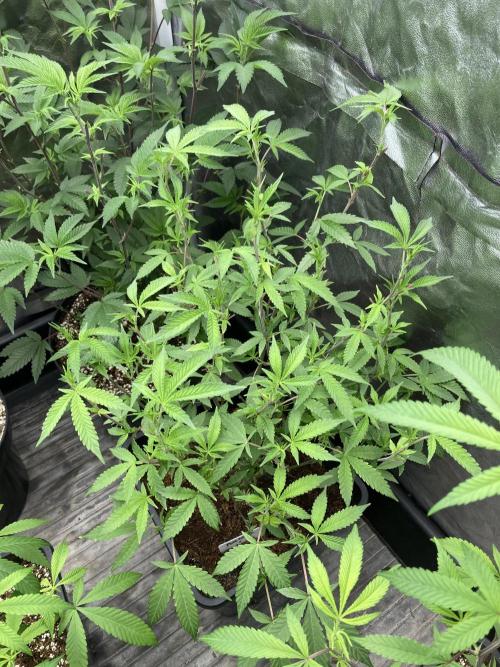 Pink Runtz x Hollywood Clones (Cookies). Week 2