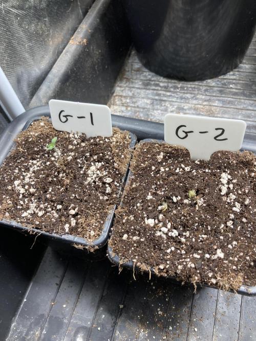 Gastini (LIT Farms). Week 0