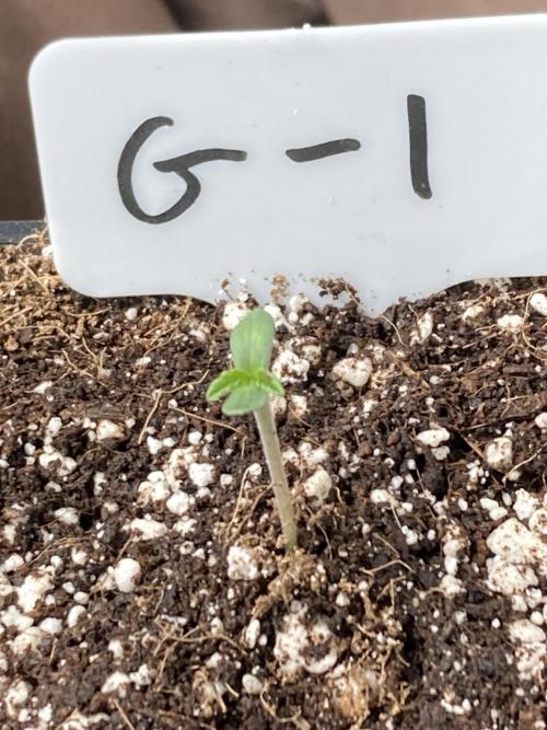 Gastini (LIT Farms). Week 0