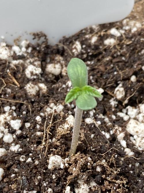 Gastini (LIT Farms). Week 0