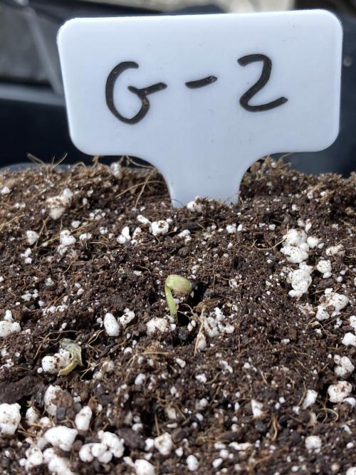 Gastini (LIT Farms). Week 0