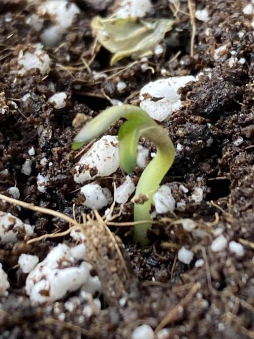 Gastini (LIT Farms). Week 0