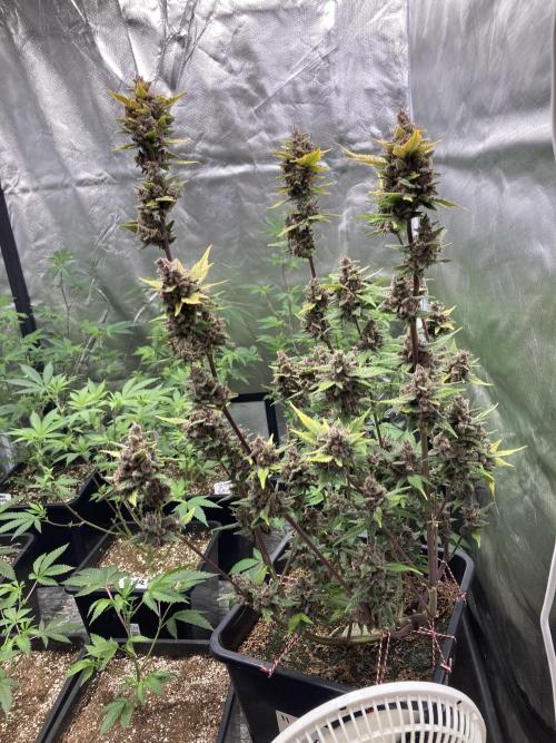 Getting Frosty with the Boys. Week 13