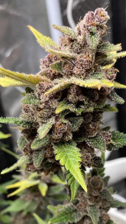 Getting Frosty with the Boys. Week 13