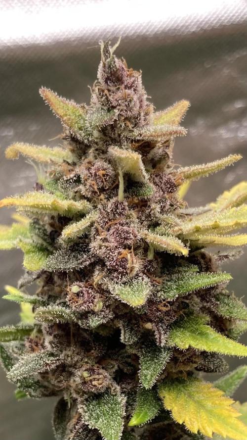 Getting Frosty with the Boys. Week 13