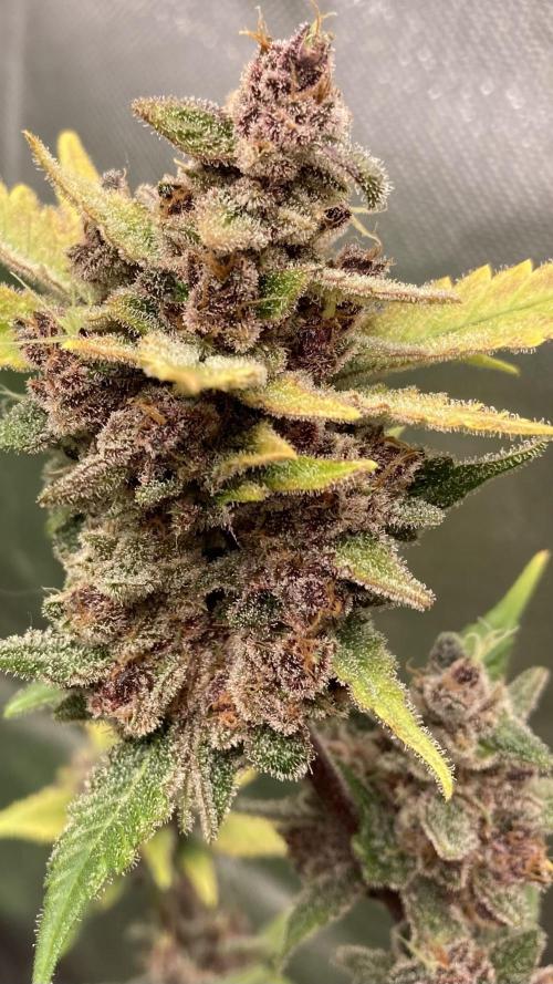 Getting Frosty with the Boys. Week 13