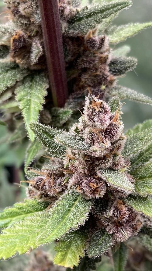 Getting Frosty with the Boys. Week 13