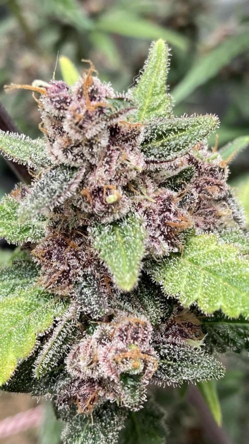 Getting Frosty with the Boys. Week 13