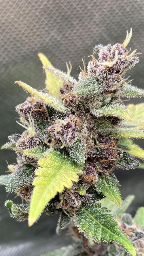 Getting Frosty with the Boys. Week 13