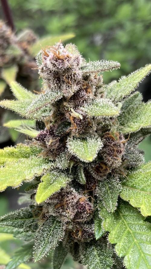 Getting Frosty with the Boys. Week 13