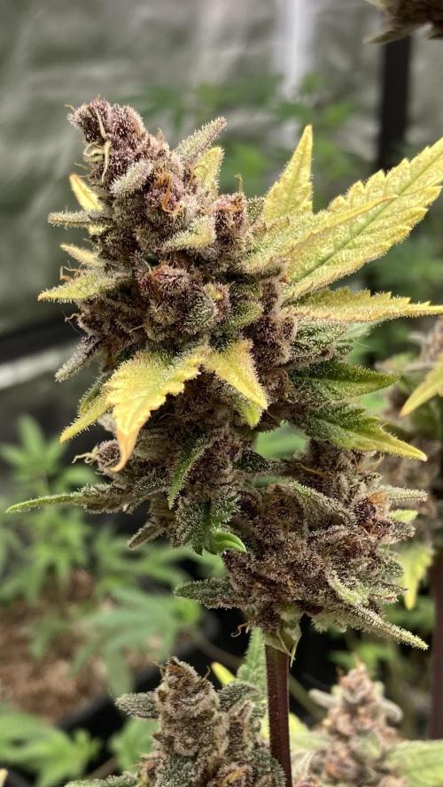 Getting Frosty with the Boys. Week 13