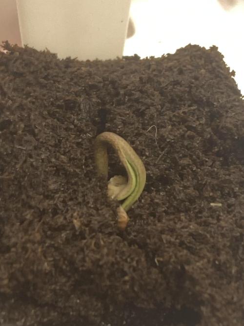 Trich Beast (Solfire Gardens). Week 0