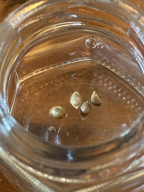 Reddy Whip (LIT Farms). Week 0