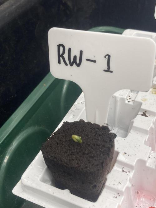 Reddy Whip (LIT Farms). Week 0