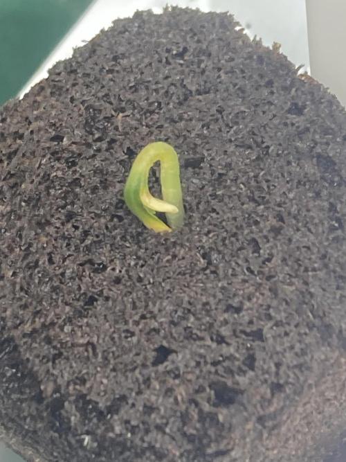 Reddy Whip (LIT Farms). Week 0