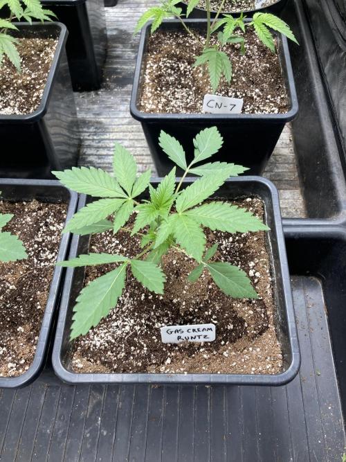 Gas Cream Runtz (LIT FARMS). Week 3