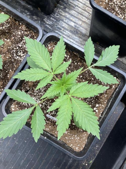 Gas Cream Runtz (LIT FARMS). Week 3