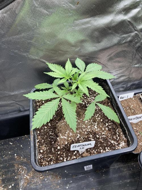 Platinum IX (In House Genetics). Week 3