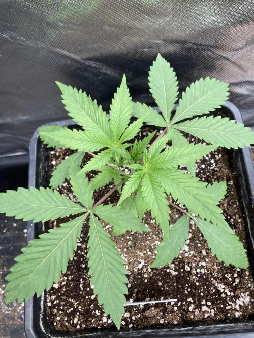 Platinum IX (In House Genetics). Week 3