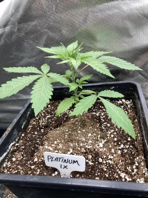 Platinum IX (In House Genetics). Week 3