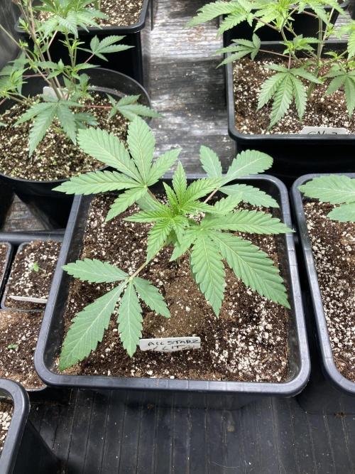 All Starz (LIT FARMS). Week 3