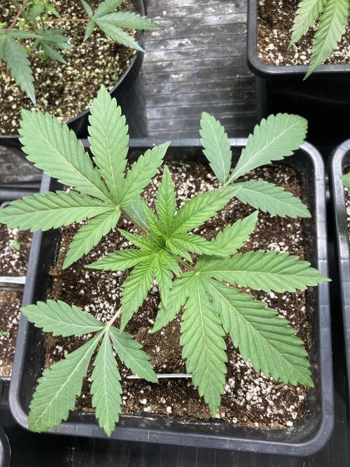 All Starz (LIT FARMS). Week 3