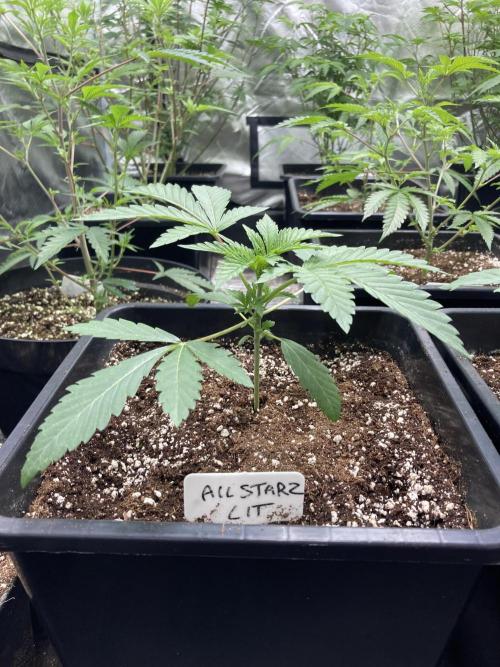 All Starz (LIT FARMS). Week 3