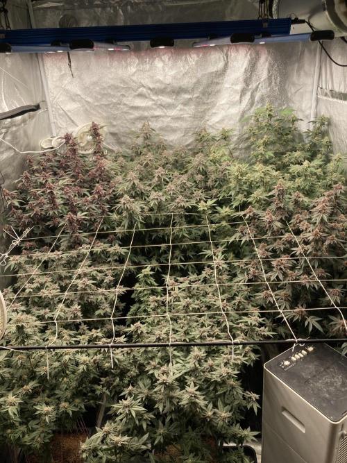 Glazed Pastries#3 (In House Genetics). Week 8