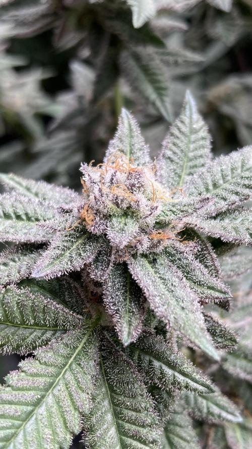 Glazed Pastries#3 (In House Genetics). Week 8