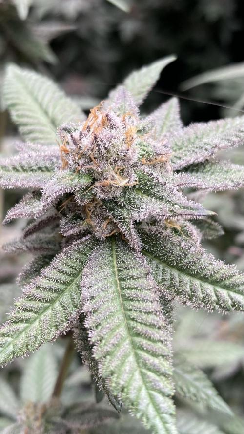 Glazed Pastries#3 (In House Genetics). Week 8