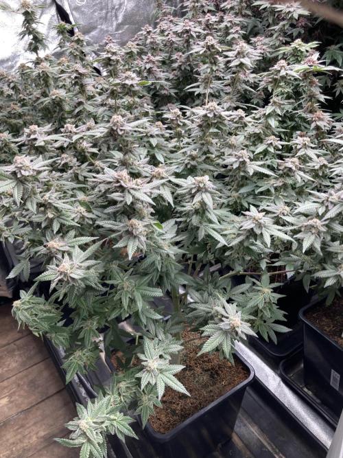 Glazed Pastries#3 (In House Genetics). Week 8