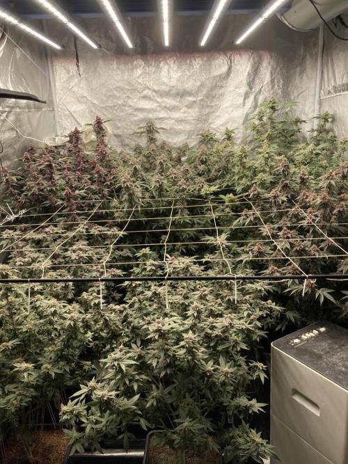 Glazed Pastries#3 (In House Genetics). Week 8