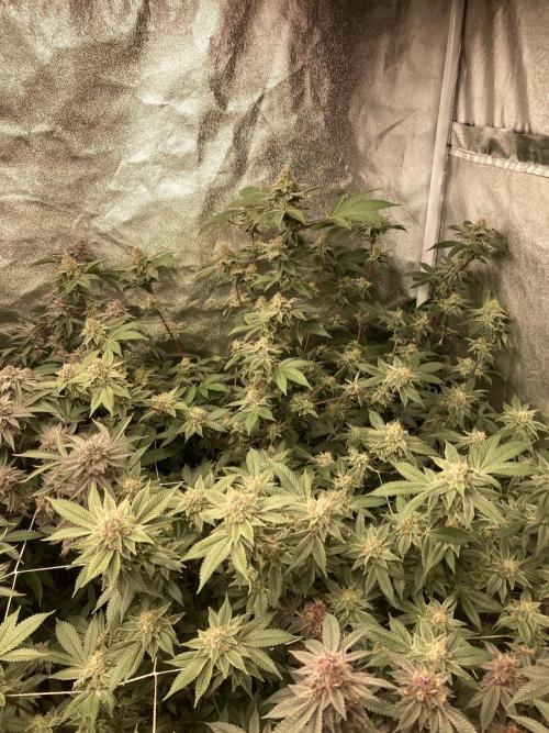 PLATINUMZ#2 (In House Genetics). Week 8