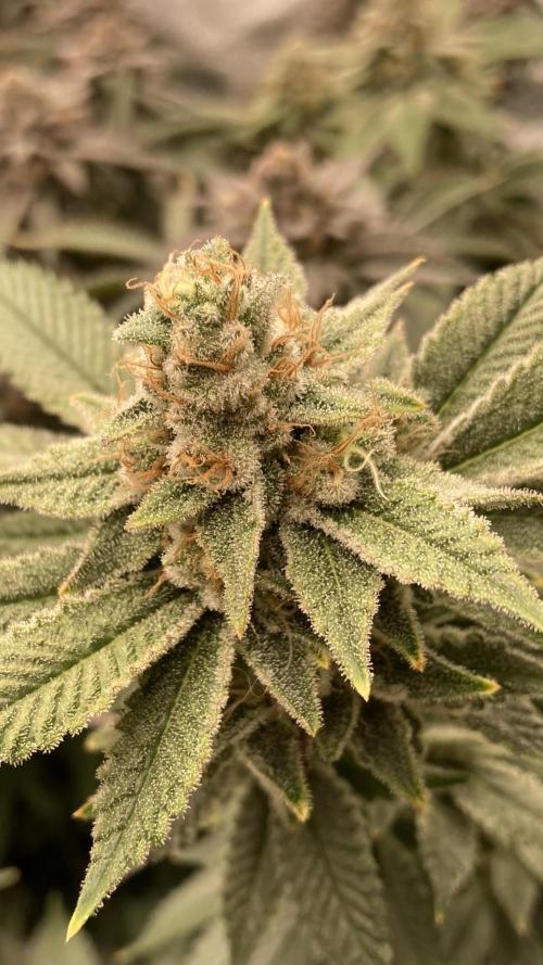 PLATINUMZ#2 (In House Genetics). Week 8