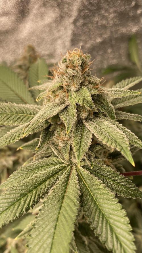 PLATINUMZ#2 (In House Genetics). Week 8