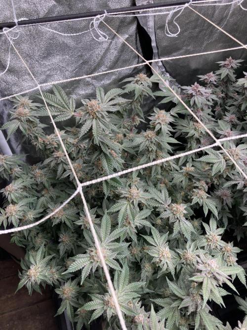 Colorado Nightshifter (Relentless). Week 24