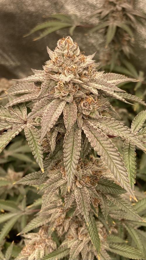 Colorado Nightshifter (Relentless). Week 24