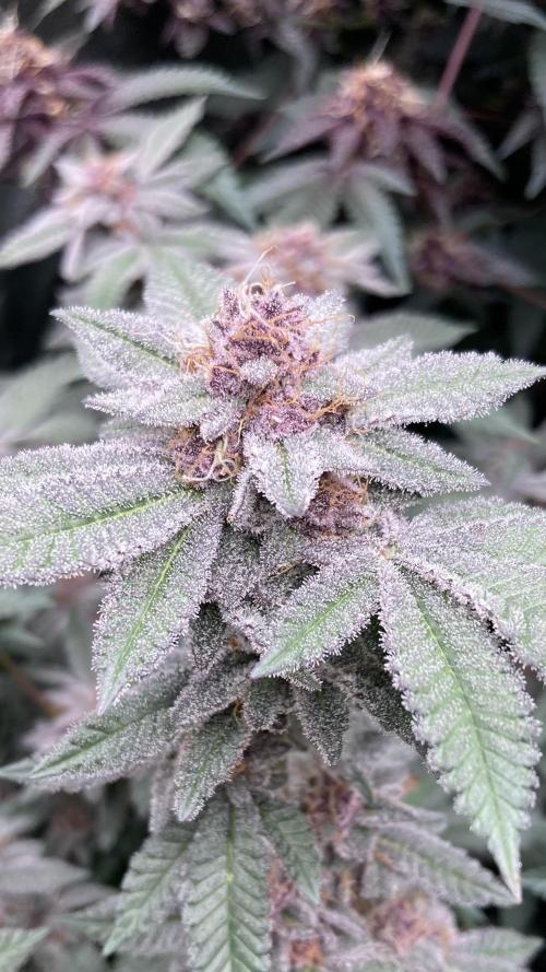 Colorado Nightshifter (Relentless). Week 24