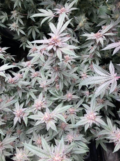 Colorado Nightshifter (Relentless). Week 24