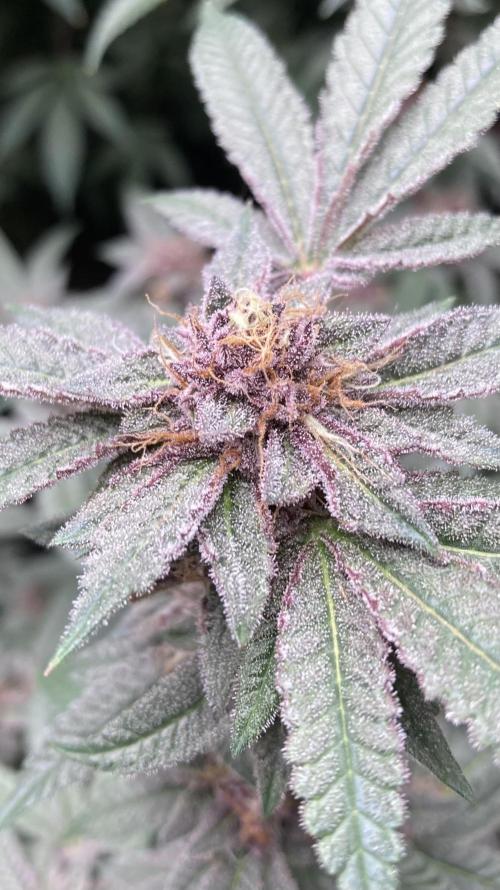 Colorado Nightshifter (Relentless). Week 24