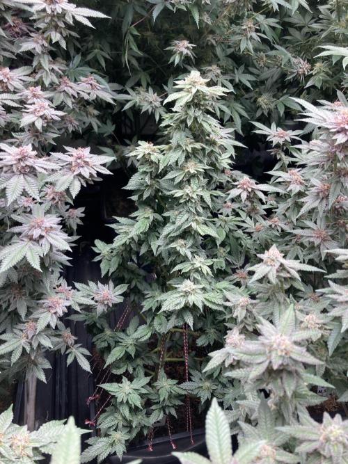 Colorado Nightshifter (Relentless). Week 24