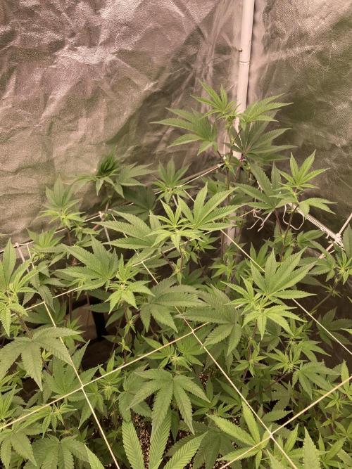 Animorph Mints ‘My Keeper Cut’. Week 3