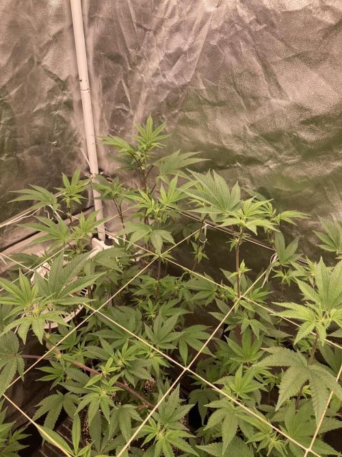 Animorph Mints ‘My Keeper Cut’. Week 3