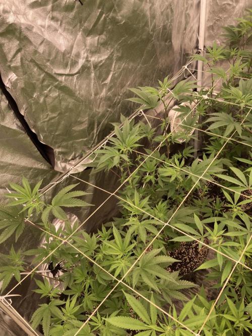 Animorph Mints ‘My Keeper Cut’. Week 3