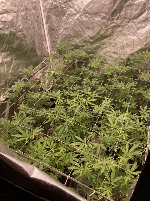 Glazed Pastries Clones (In House Gen). Week 3