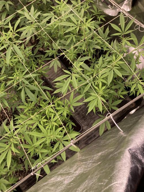 Glazed Pastries Clones (In House Gen). Week 3