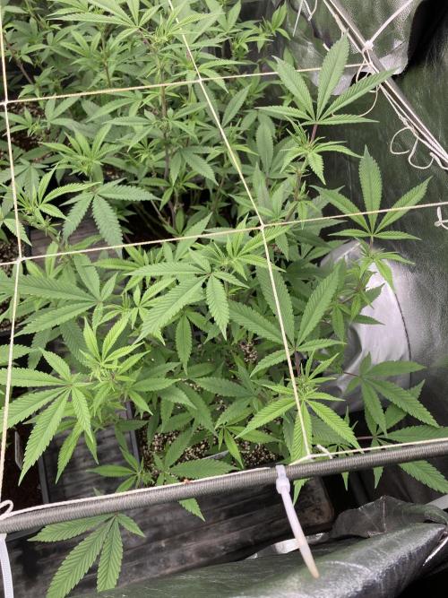 Glazed Pastries Clones (In House Gen). Week 3