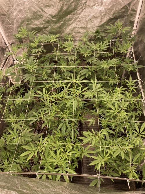 Pink Runtz x Hollywood Clones (Cookies). Week 3